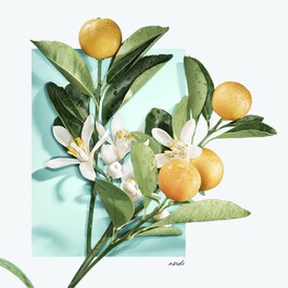 Tiffany & Love for Her - Eau de Parfum