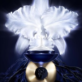 Orchidée Impériale- La Crema Ligera