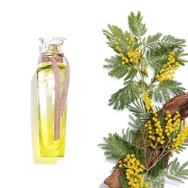 Agua Fresca Mimosa Coriandro - Eau de Toilette