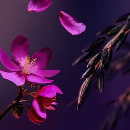 The Ritual of Yozakura - Exfoliante con Azúcar Rosa