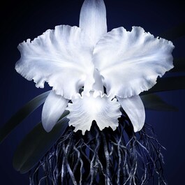 Orchidée Impériale- La Crema