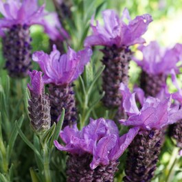 Phytofill™ -  Booster Firmeza