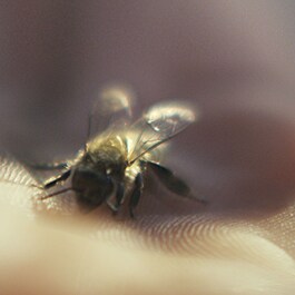 Abeille Royale - Aceite Limpiador