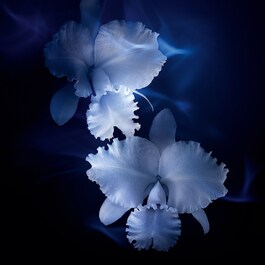 Orchidée Impériale - La Loción-Esencia