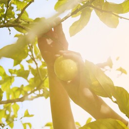 Replica Under the Lemon Trees - Eau de Toilette