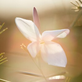 J'adore - Eau de toilette para mujer - Notas florales y chispeantes