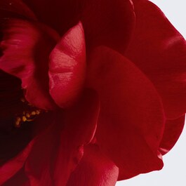 N°1 DE CHANEL - Balsamo Para Labios y Mejillas