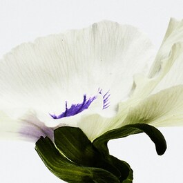 Loewe Aire Anthesis EDP