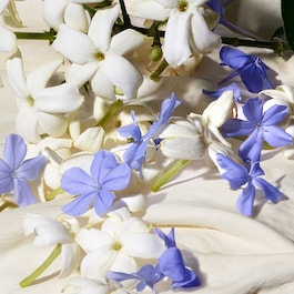 Dolce Blue Jasmine – Eau de Parfum
