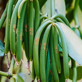 VANILLE VERTE - Oleorresina aromática 