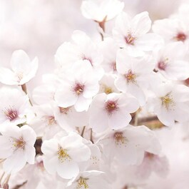 Emulsión Iluminadora Flor de Cerezo de Jeju