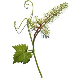 Pore Control - Sérum reductor de poros