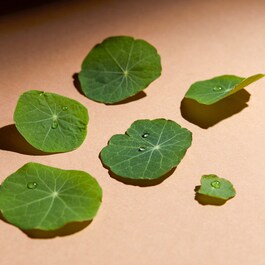 CC Crème à la Centella Asiatica - Tratamiento iluminador