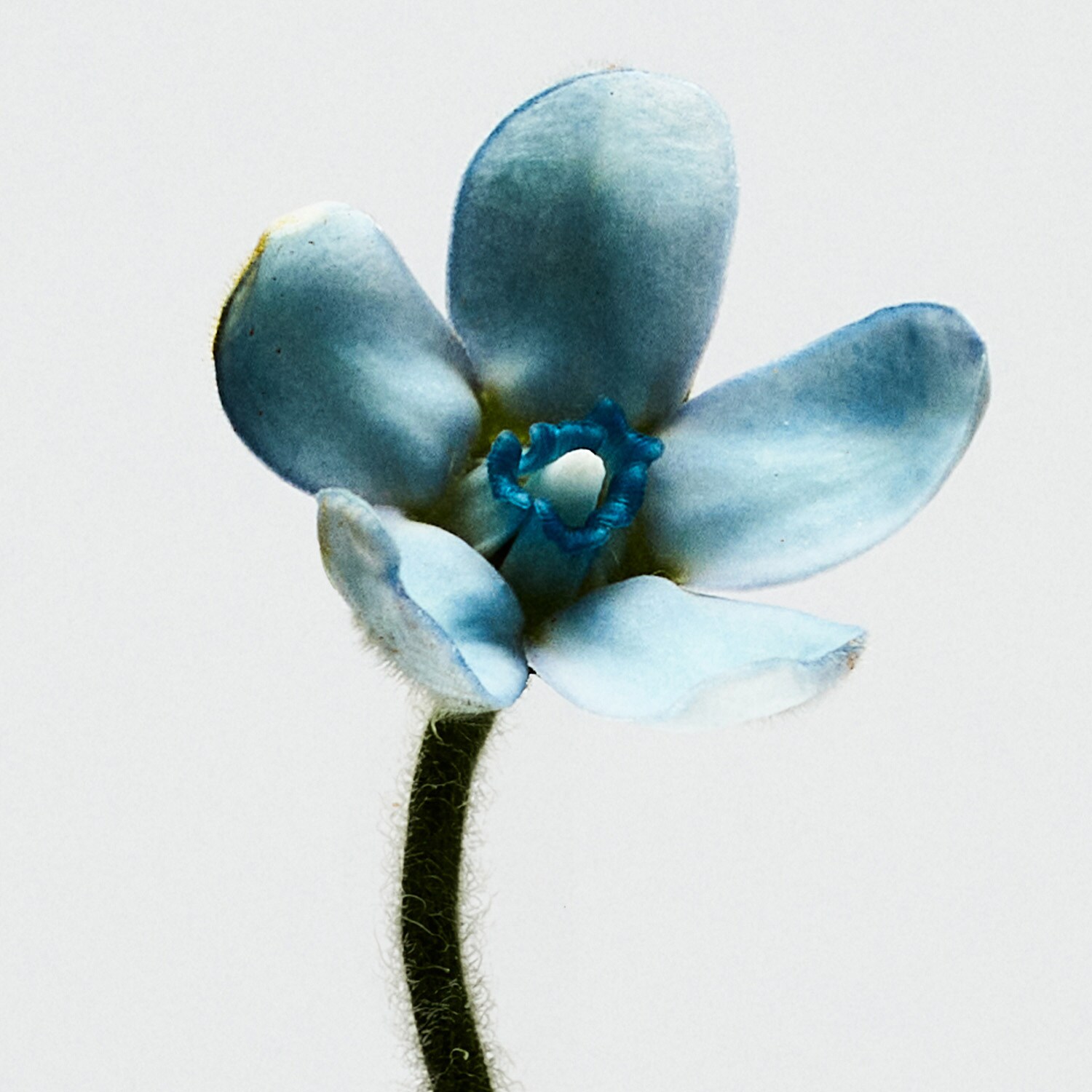 Loewe 001 Woman Eau de Toilette de Loewe ≡ SEPHORA